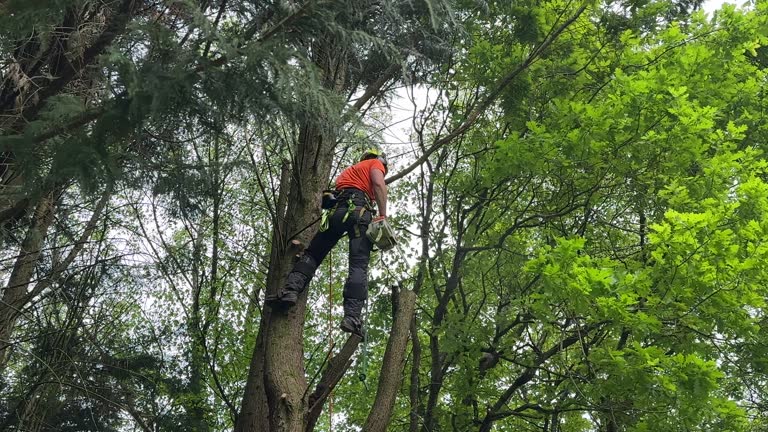  , USA Tree Services Pros